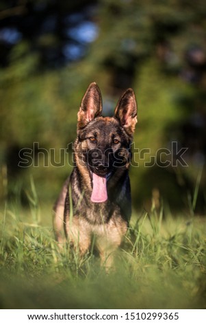 young german shepherd sitting on grass in park and looking with attention at camera
