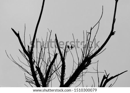 dead tree isolated on gray background with two other birds perched on a branch.