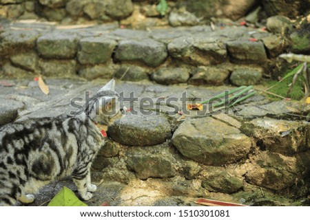 American Short Hair Cat Looking Leaf on The Rock Stairs in The Park