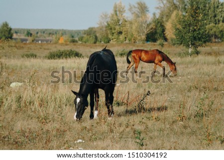 horses graze outdoors in the autumn field