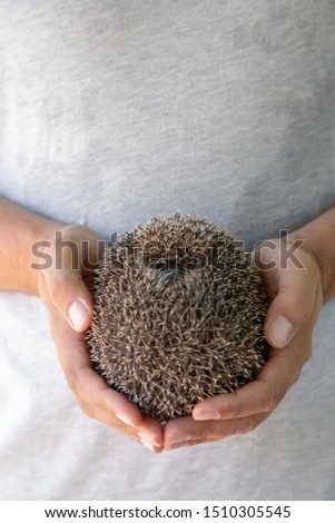 Hands holding hedgehog hidden in ball shape. Business toughness concept.