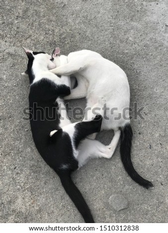 Yin yang cat black and white