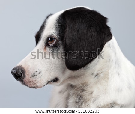 Mixed breed black and white spotted dog isolated against grey background. Light brown eyes. Studio portrait.