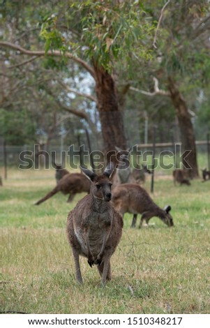 Grey Kangaroo Macropus giganteus Australia