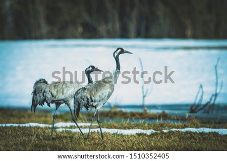 Cranes after the snow melts down Royalty-Free Stock Photo #1510352405
