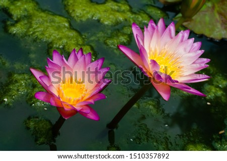 beautiful two pink lotus flower are in bloom in basin on natural daylight green  background