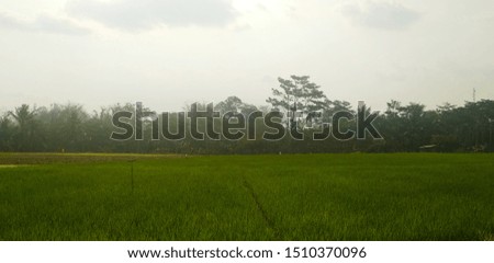 rice fields and cloudy sky