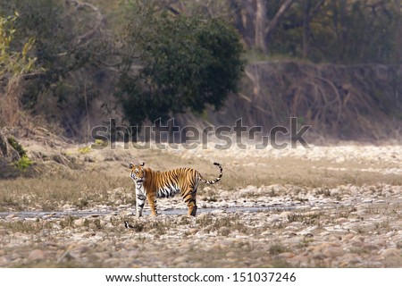 Wild Tiger specie Panthera tigris, female, in Nepal Royalty-Free Stock Photo #151037246