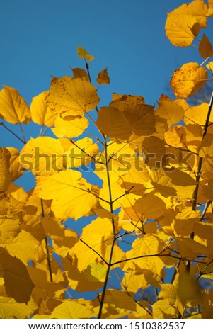 Bright, beautiful, autumn leaves of trees in the Park