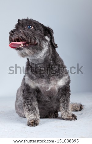Funny mixed breed grey boomer dog isolated against grey background. Studio portrait.