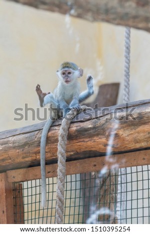 Adorable face of baby asian monkey. Young monkey sitting on an old log. vertical photo