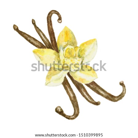 Watercolor vanilla isolated on white background