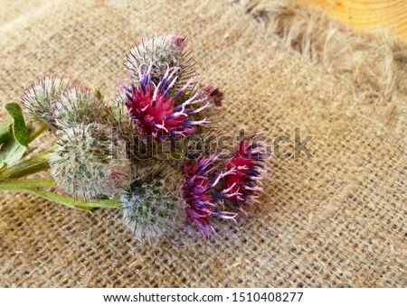 Burdock thorny purple flower, green buds and leaves on rough sackcloth. Blooming medicinal plant burdock (Arctium lappa, greater burdock, edible burdock, beggar's buttons, thorny burr, happy major).