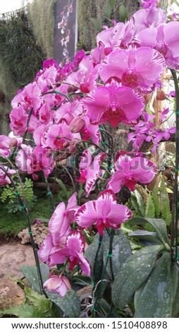 The picture of pink Orchid flowers