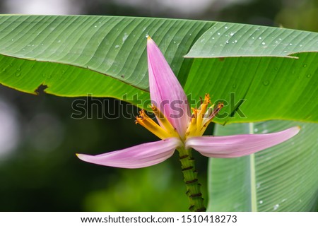 Beautiful pink flowering banana (Musa ornata Roxb) with green leaves in garden.
