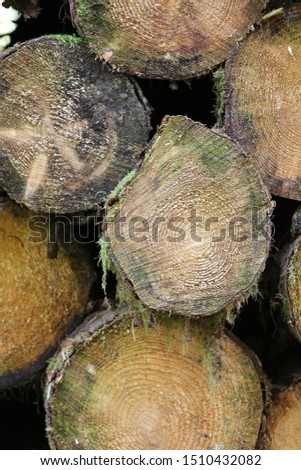 Close up view of pattern of cut trunks. Abstract design with a group of circular brown shapes. Timber sections. Woodpile in a rural forest of the vosges region, France. Natural textured surface.
