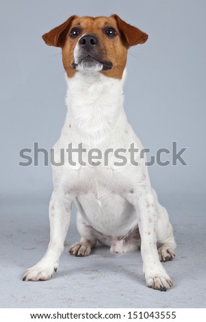 Jack russell terrier dog white with brown spots isolated against grey background. Studio portrait.
