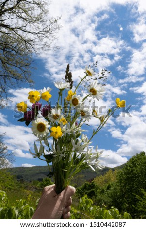 Fresh harvested field flower bouquet from the Tuscan mountains