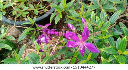 blooming purple flower on green leaves  in the garden
