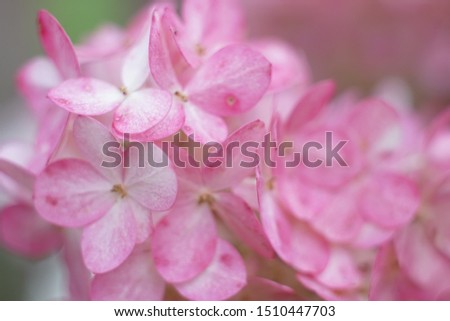 Pink hydrangea macro floral photo, spring and summer bright picture