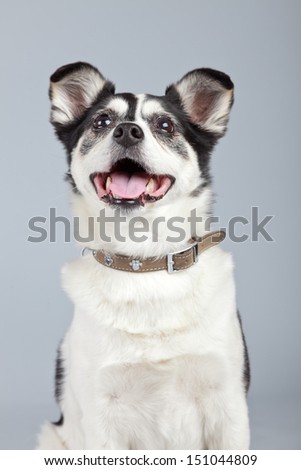 Mixed breed dog black and white isolated against grey background. Studio portrait.