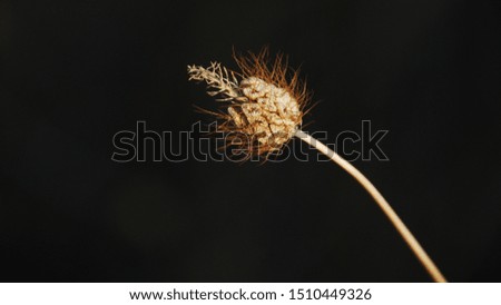 black background yellow plant minimal picture