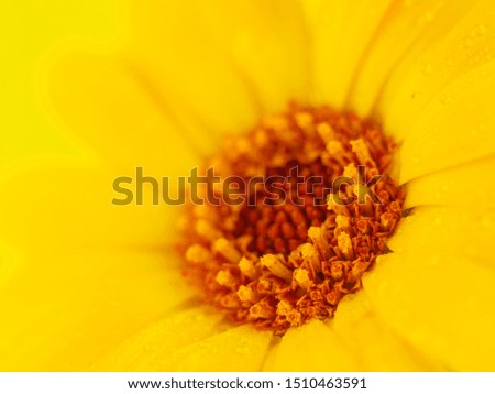 Yellow flower on yellow background. Macro photography.