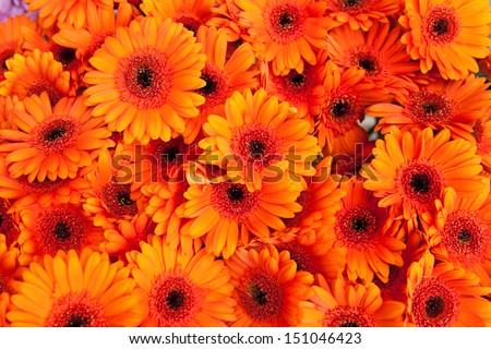 Orange daisy flowers Royalty-Free Stock Photo #151046423