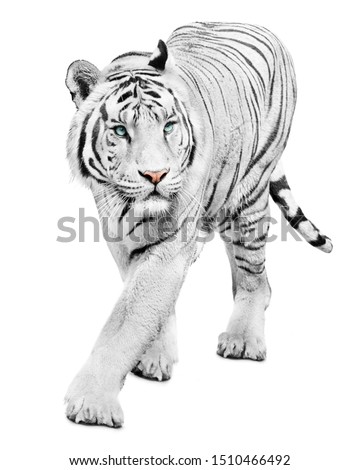 White tiger walking on white background
