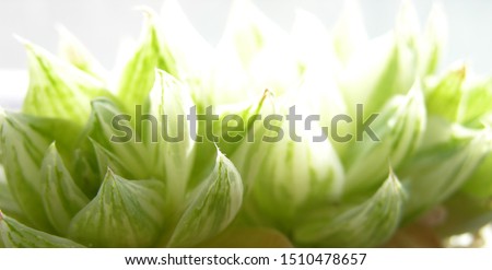 Juicy succulent leaves Haworthia cymbiformis variegata with transparent windows to enhance photosynthesis. Shooting in front of the window light close-up, blurred focus.          