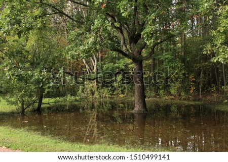 rainforest landscape oak tree reflected in the water 