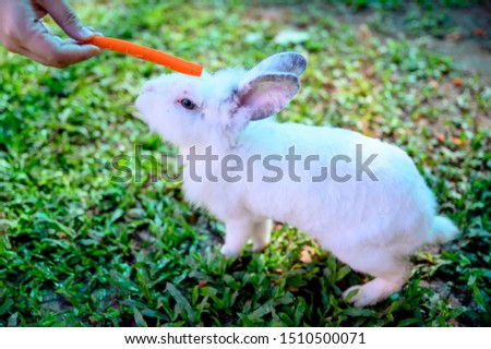 Portrait of cute rabbit with carrot on the nature,grass