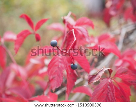 Red leaves and ripe berries of wild grapes on trees in the Park, autumn season