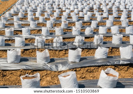Row fo Coconut coir in nursery white bag for farm with fertigation , irrigation system to be used for growing strawberries. Royalty-Free Stock Photo #1510503869