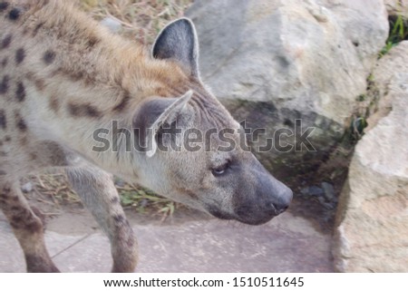 A close up portrait of a hyaena face,