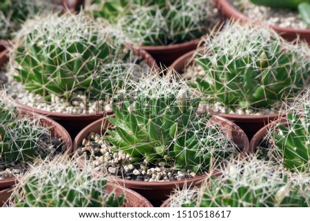 cacti pattern. cactus texture background. natural pattern of cactus leaves. natural green background. potted cactus.