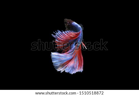 Close up beautyful red ble and white betta fish,Siamese fighting fish in movement on black background.