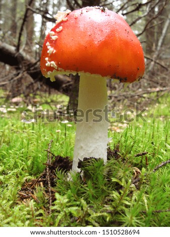              pictures with beautiful mushroom on the background of autumn forest                  