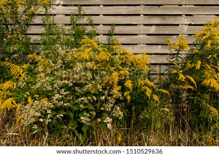 Weeds and wildflowers growing on the side of old wooden barn wall.