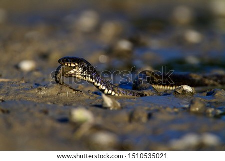 Grass snake eating a fish in Kopacki rit, Croatia