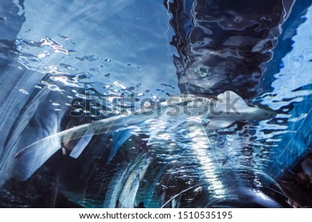 background aquarium sharks fish  Ocean