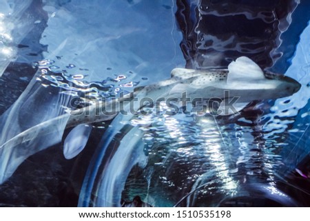 background aquarium sharks fish  Ocean