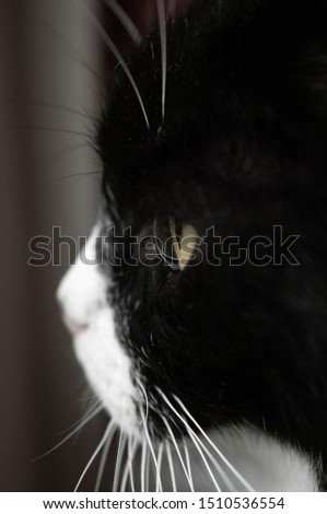 Close up of a cat staring out of a window