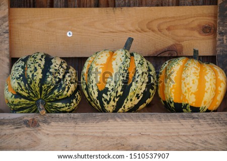 Pumpkins with Stalks on The Wood Shelf. Beautiful Autumn Halloween and Harvest Background.