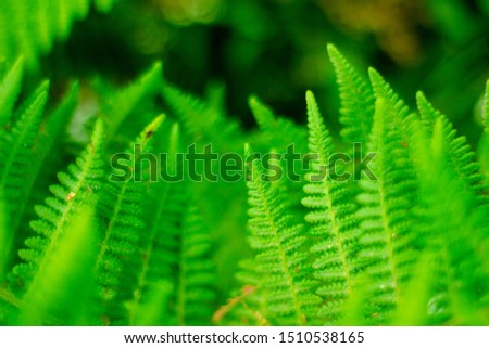 Closeup nature view of green leaf on blurred greenery background in garden with copy space using as background natural green plants landscape, ecology, fresh wallpaper concept, slective focus .