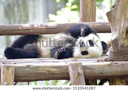 cub of the giant Panda plays and sleeps sweetly in Chengdu zoo