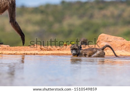 Little baboon ( Chacma) playing in the water, Welgevonden Game Reserve, South Africa.