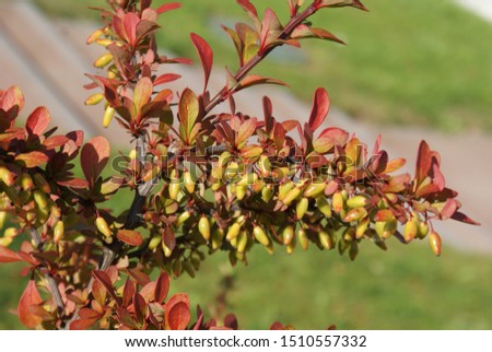 Colorful branch of barberry on a sunny day