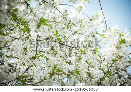 Cherry in full bloom. Cherry flowers in small clusters on a branch of a cherry tree, white. Shallow depth of field. Blur on background.
