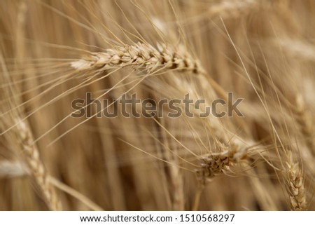 Wheat in a Field  for harvesting